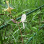 白い花 何かな?白い花です。