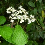 野草 何かな?白い花です。