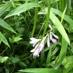 野草 野草
