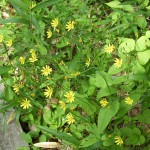 黄色の花 何かな?黄色い花です。